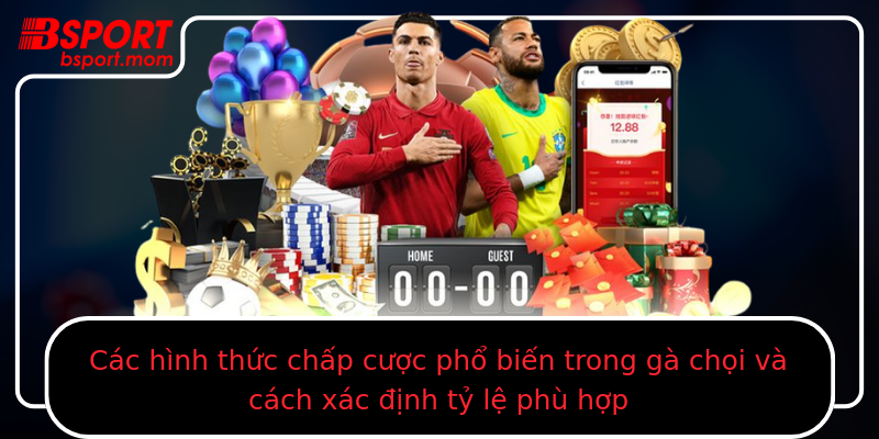Các hình thức chấp cược phổ biến trong gà chọi và cách xác định tỷ lệ phù hợp